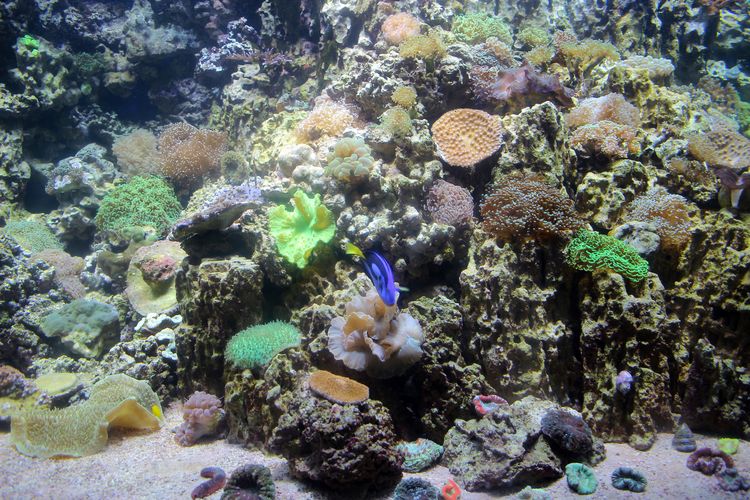 Сочинский океанариум «Sochi Discovery World Aquarium»